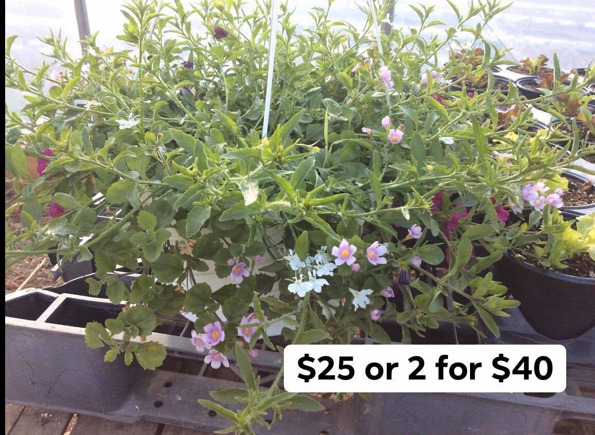 12 inch hanging basket | Walnut Ridge Farm